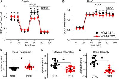 PITX2 gain-of-function mutation associated with atrial fibrillation alters mitochondrial activity in human iPSC atrial-like cardiomyocytes